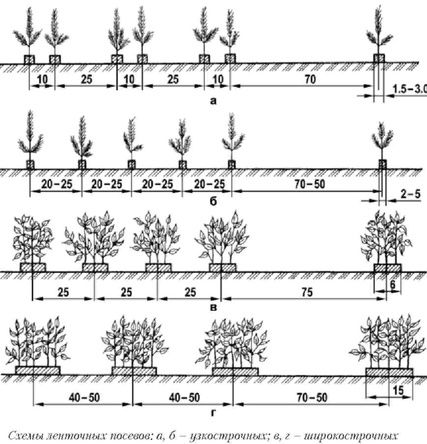 Расстояние хвойная. Схема посадки мм-106. Схема посадки косточковых деревьев. Схемы ленточных посевов. Схема посева 40-40-70.