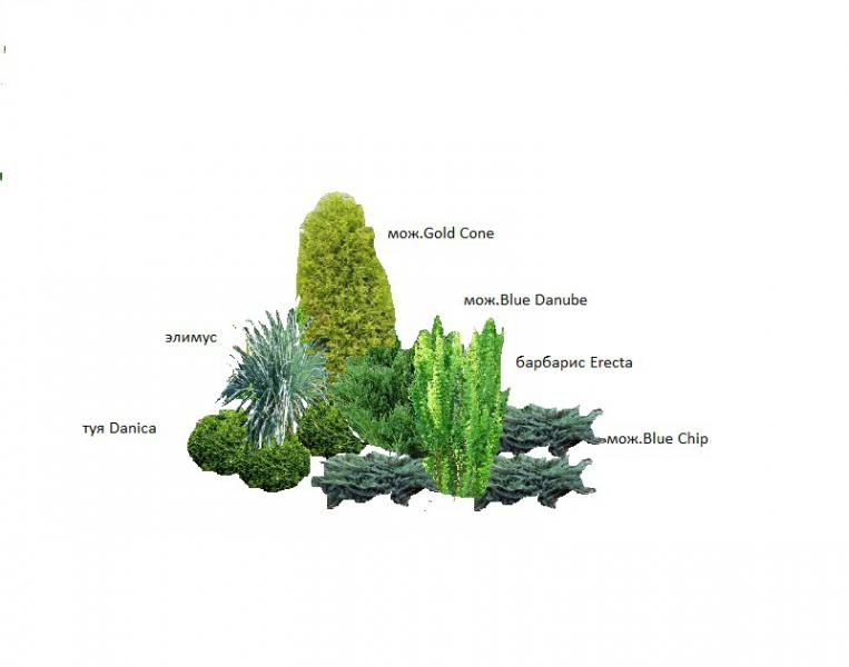Миксбордер с гортензией метельчатой и хвойниками схема