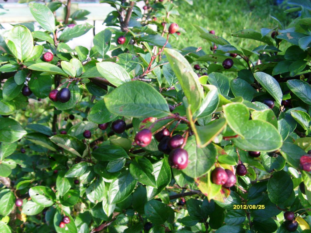 Кизильник с черными ягодами фото и описание кустарника