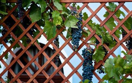 Пергола для винограда - красивая и функциональная постройка