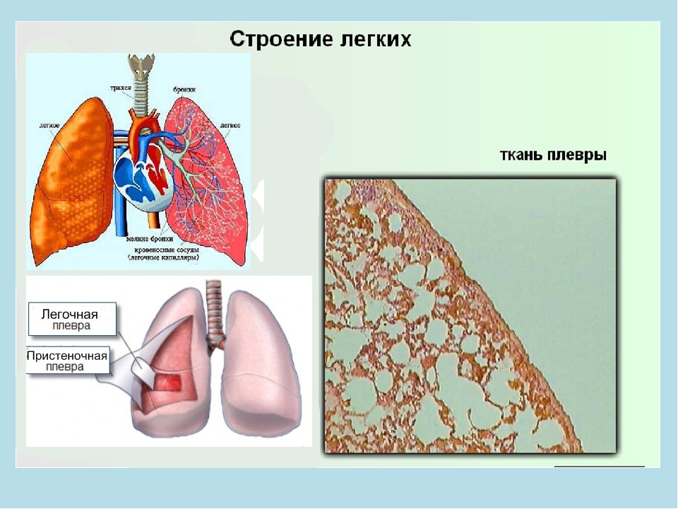 Строение легких фото