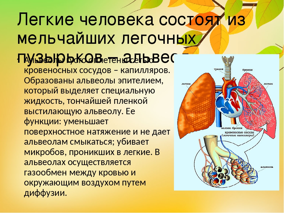 Из чего состоят лёгкие. Строение лёгких человека. Легкие строение легких. Строение легких газообмен.