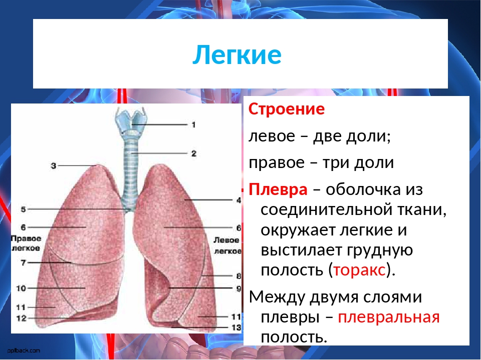 Строение легких рисунок с подписями