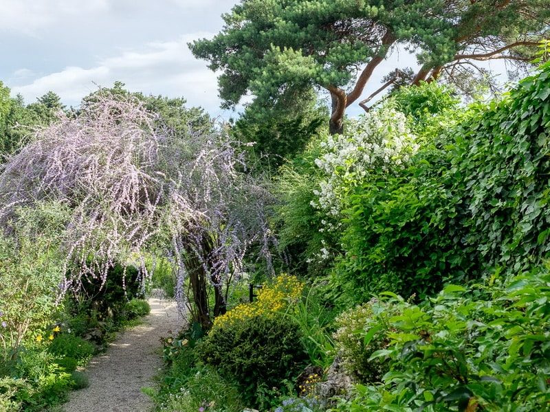 Buddleja alternifolia в ландшафтном дизайне