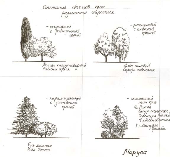 Композиция из деревьев и кустарников схема