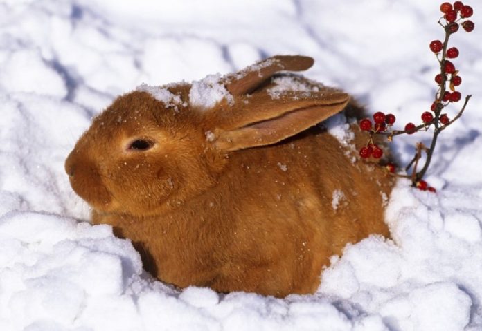 Кролики зимой. Содержание