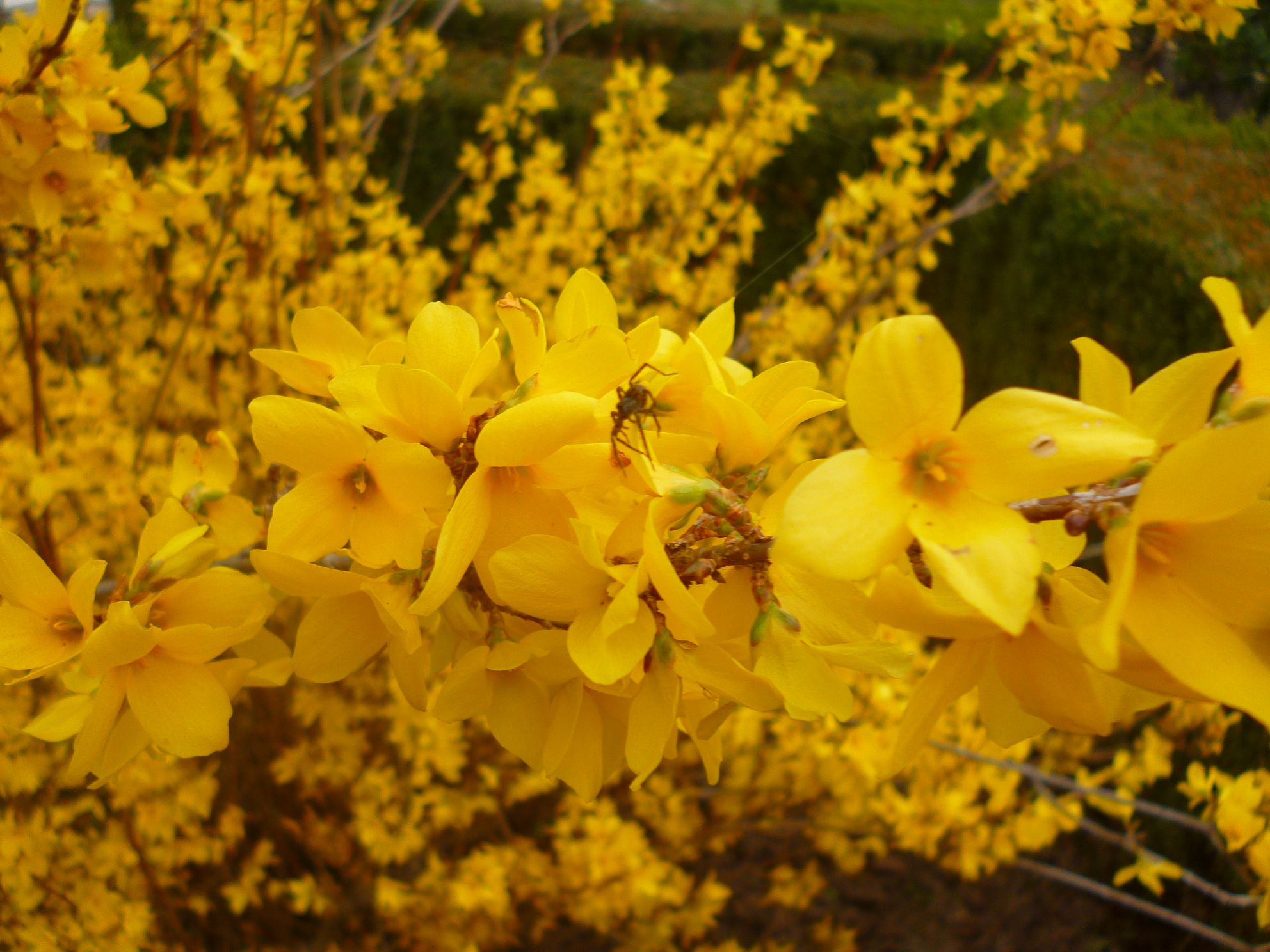 Желтый кустарник название цветущий весной фото. Форзиция спринг Глори. Форзиция европейская.
