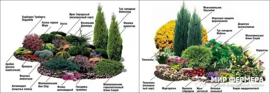 Схема посадки туй и декоративных кустарников