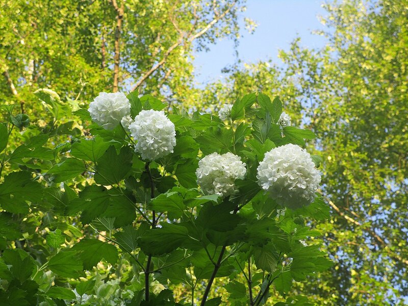 Калина бульденеж фото листьев