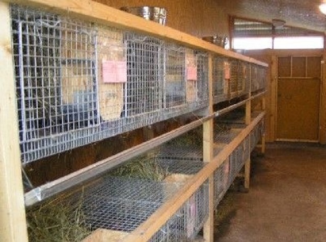 Крольчатник, размещенный в сарае