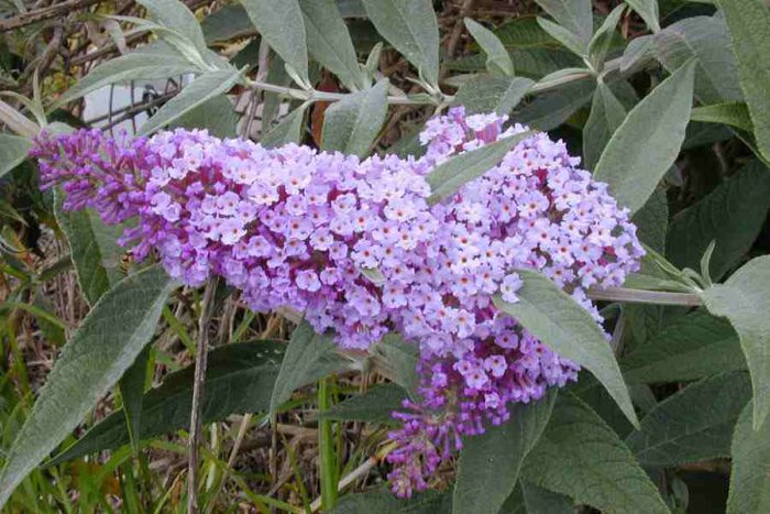 Будлея Давида (Buddleja davidii)