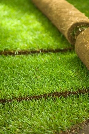Рулонный газон: технология укладки