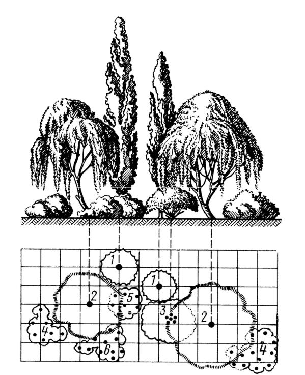 Древесно кустарниковые композиции схемы