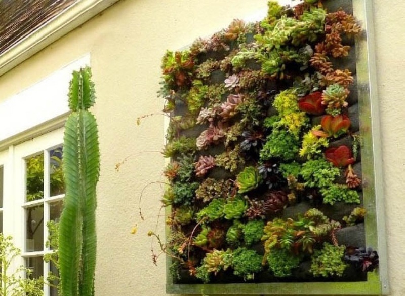 Вертикальный сад - идеальная зеленая картина для украшения дома