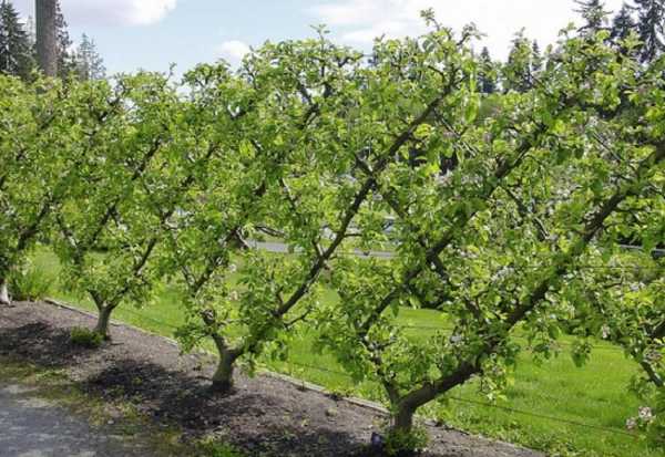 Выращивание плодовых деревьев на шпалерах: описание метода, преимущества, подходящие культуры, как установить опоры, формировать крону растения